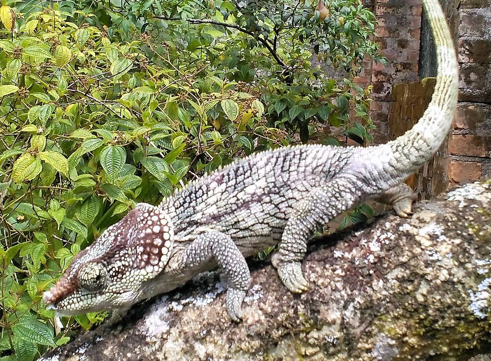 Caméléon à Madagascar