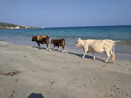 Défilé de vaches