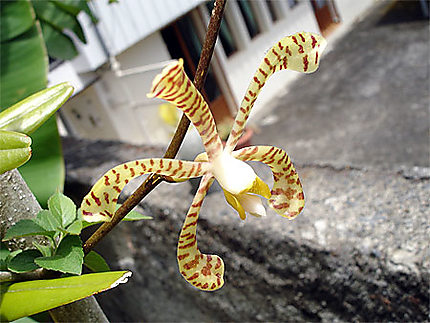 Orchidée tigrée