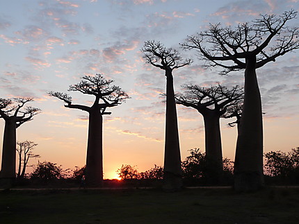 L'Allée des Baobabs au coucher de soleil