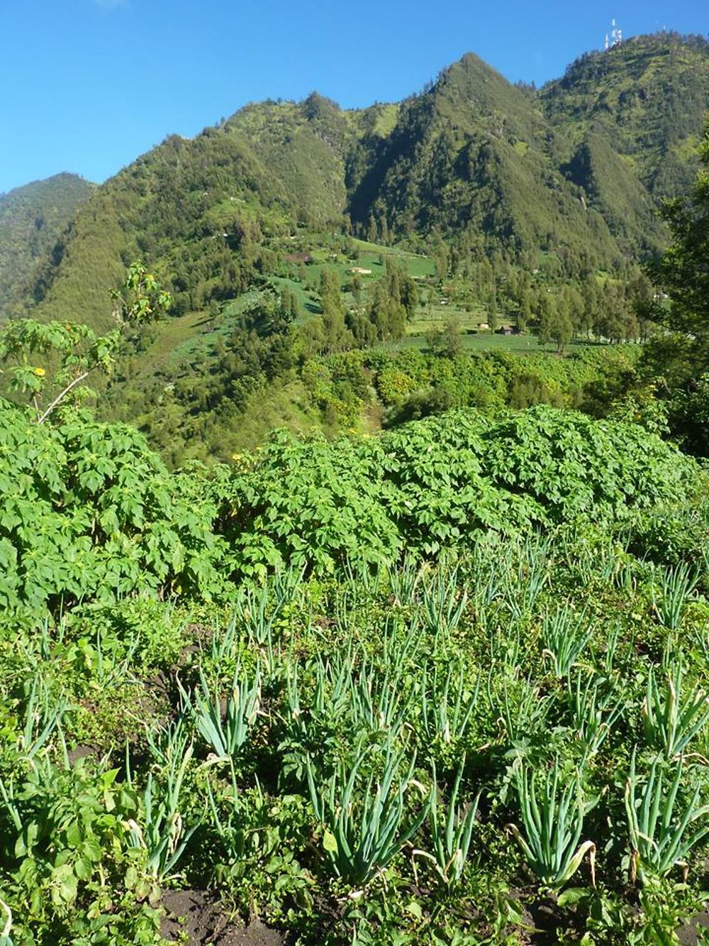 Cemoro Lawang 