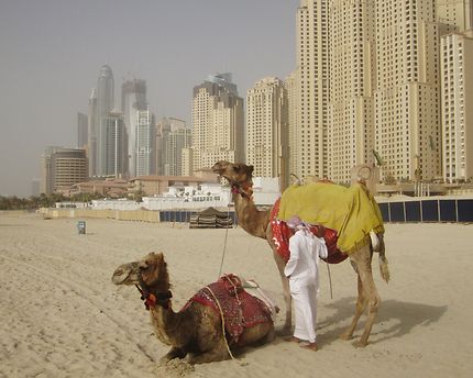 Des chameaux et des buildings