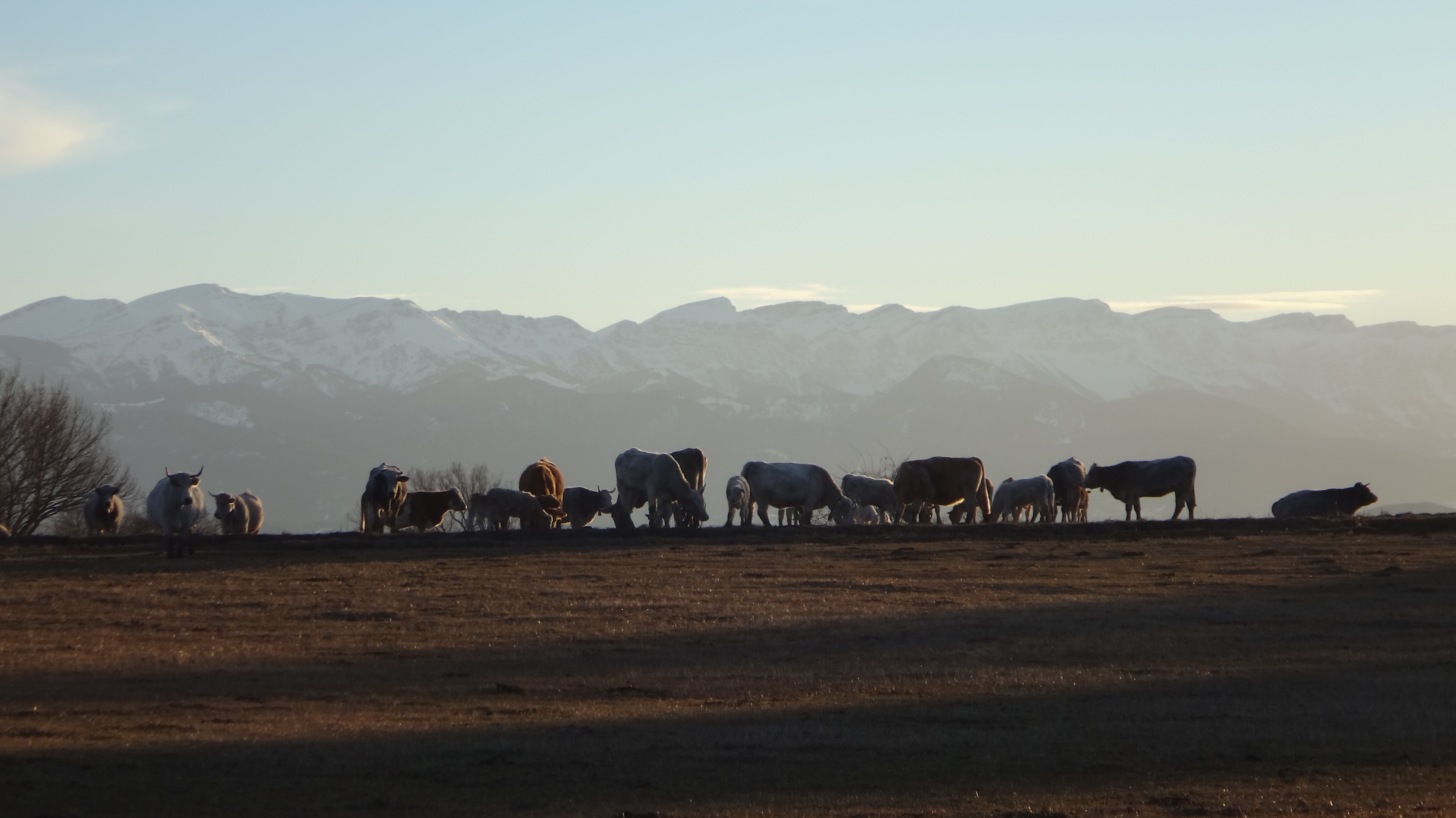 Vaches de Cerdagne à Estavar Vaches de Cerdagne à Estavar