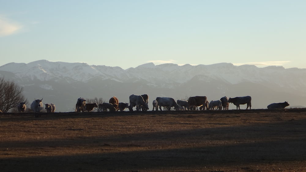 Vaches de Cerdagne à Estavar