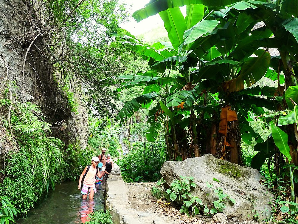 Le livre de la jungle