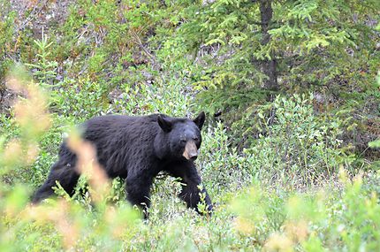 Ours dans le Jasper National Park