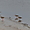 Oiseaux aux dunes de Keremma