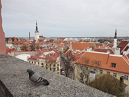 Tallinn -Belvédère