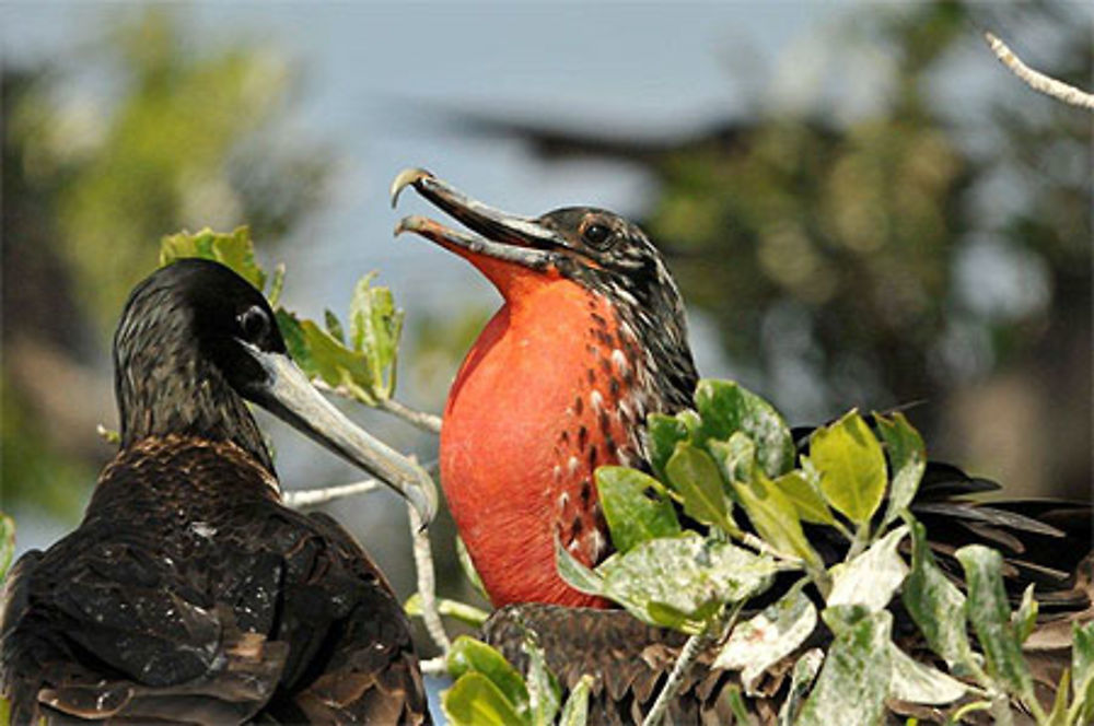 Couple de Frégates