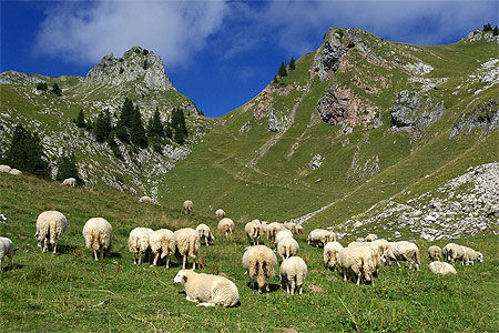 Moutons d'alpage, col de la Ramaz, Sommand