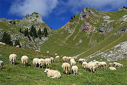 Moutons d'alpage, col de la Ramaz, Sommand