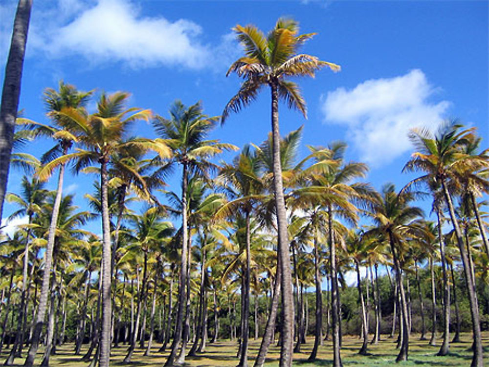 Champ de palmiers