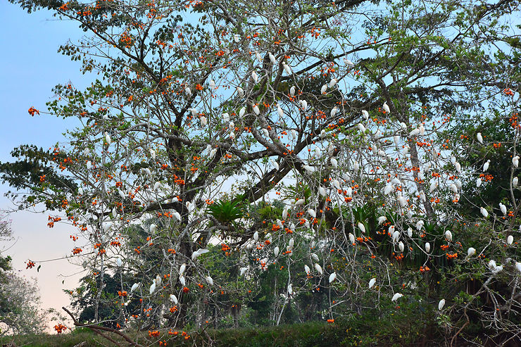 Caño Negro, paradis des oiseaux du Costa Rica