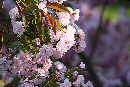 Cerisier en Fleur
