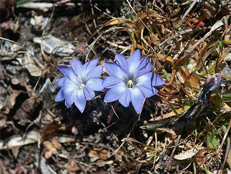 Fleur de l'Everest alt 4500m Fleur de l'Everest alt 4500m