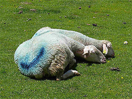 Moutons bleus