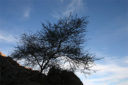 Acacia Acacia