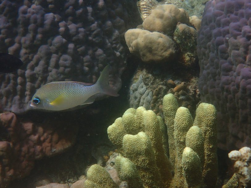 T'as de beaux yeux Poissons Animaux Coron Philippines — free download