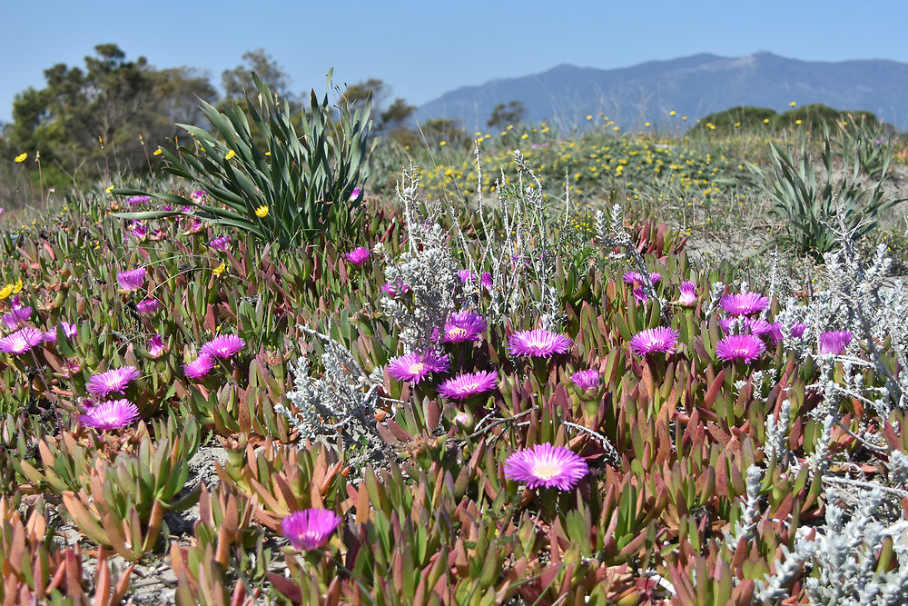 Printemps corse