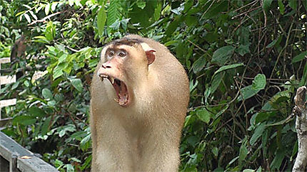 Macaque à Sepilok