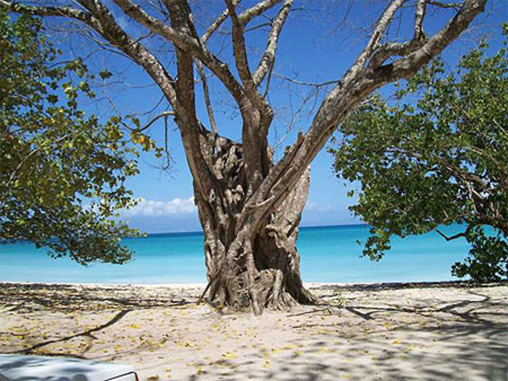 Plage de Marie Galante