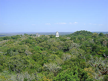 Tikal et la jungle