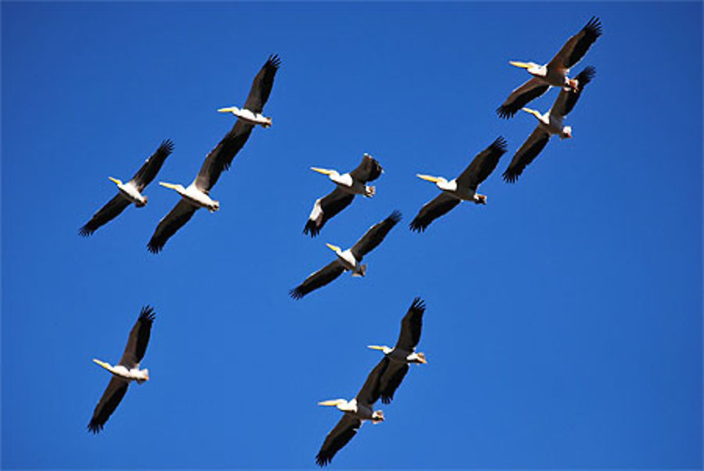 Pélicans à Hermanus