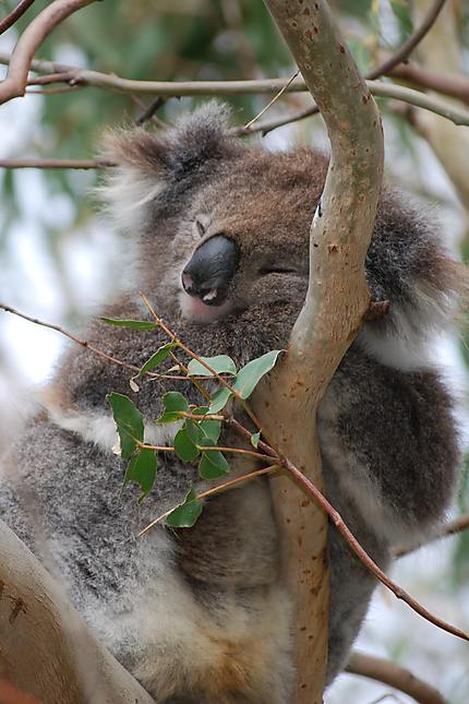 Un koala le long de la Great Ocean Road