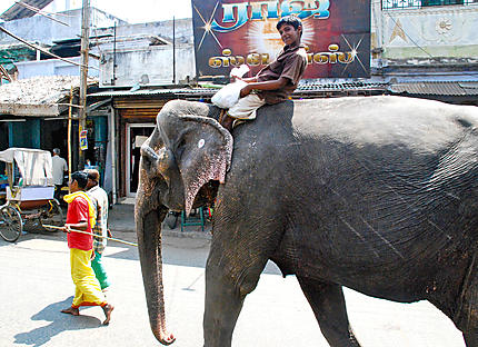 Jeune cornac Tiruchirappally