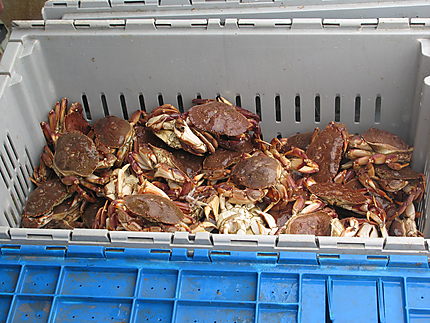 Crabes tourteau à Madeleine-Centre