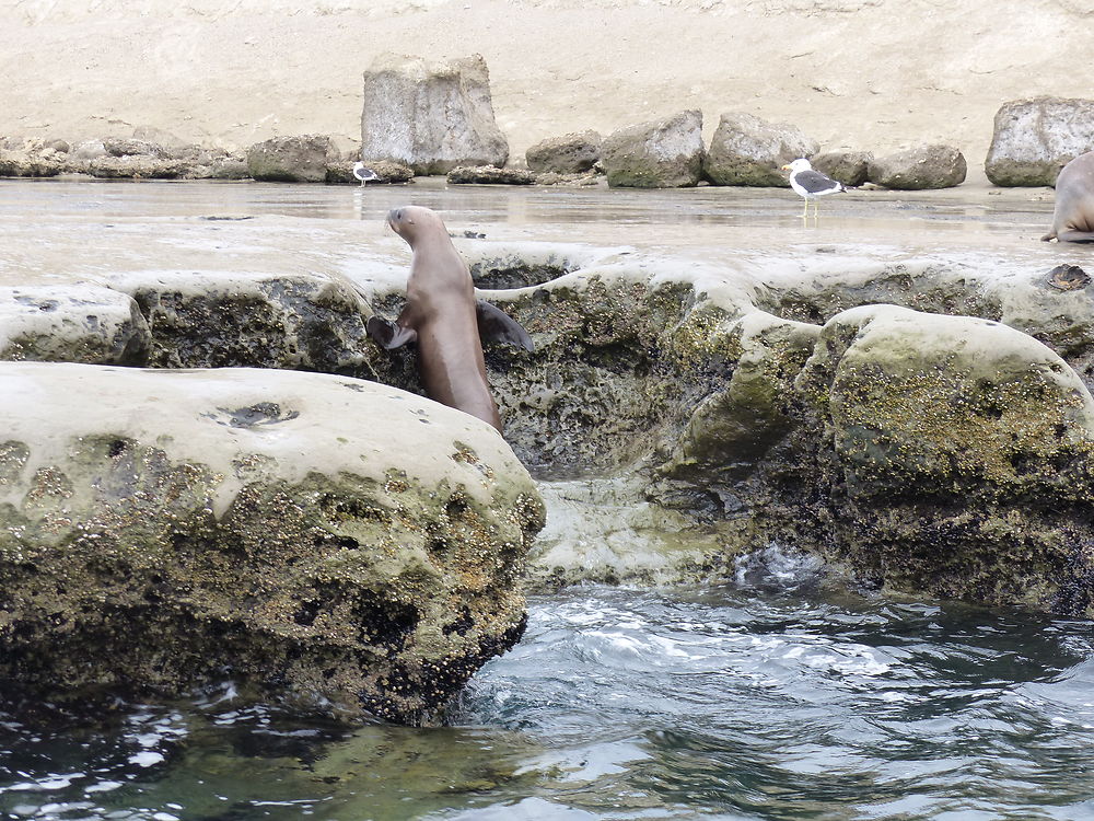 Mademoiselle sort du bain