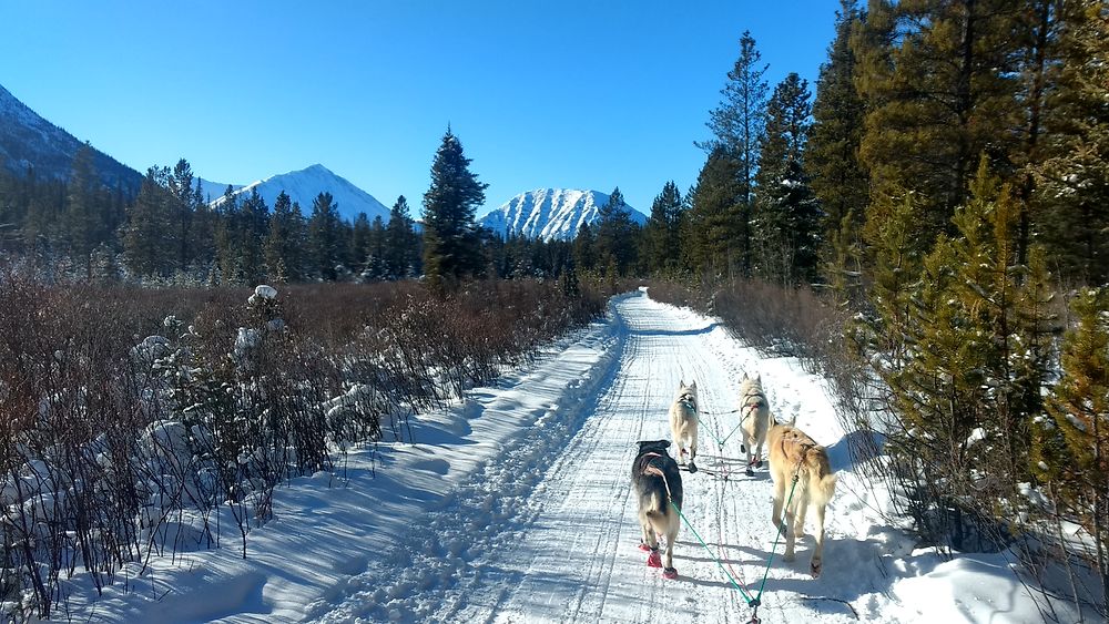 Une journée d'hiver au Yukon, Canada