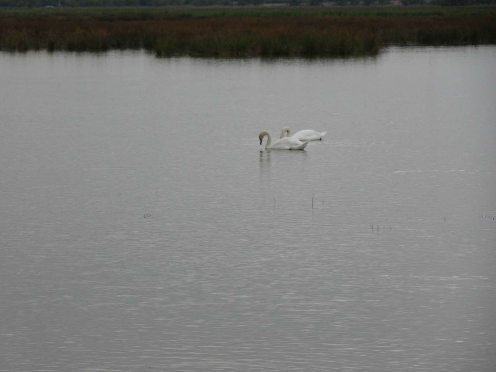 Cygnes à Saint-Laurent-d'Aigouze 