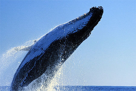 Saut de baleine blanche