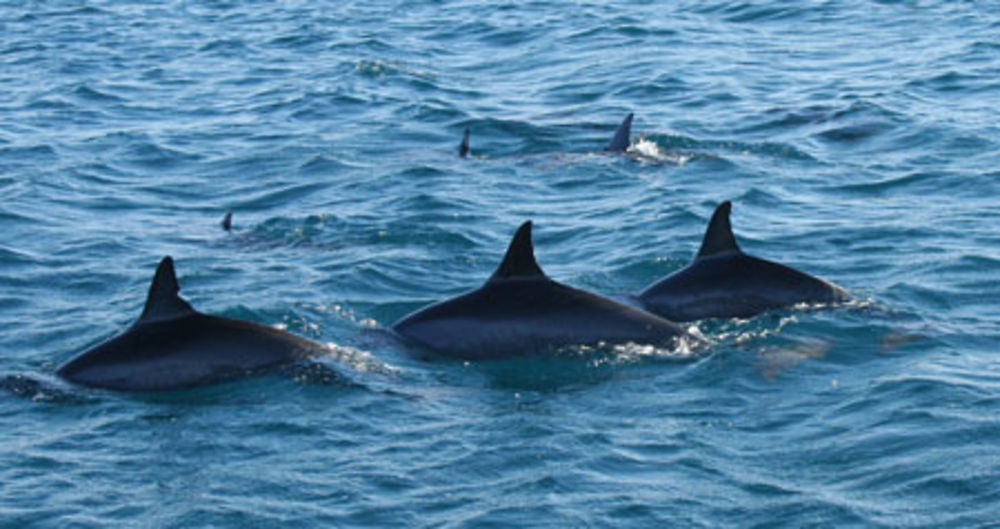 Dauphins