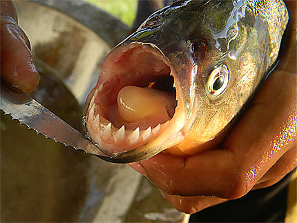 Piranha Rio Guaratico
