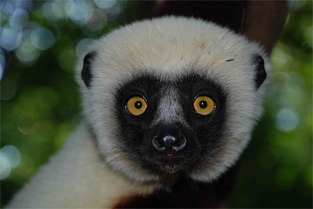 Sifaka sauvage à Ankarafantsika Sifaka sauvage à Ankarafantsika