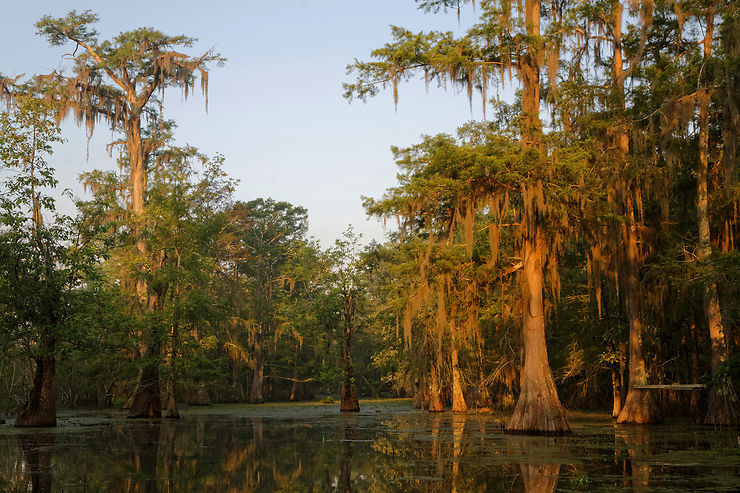 Les bayous de Louisiane, autre bastion cajun