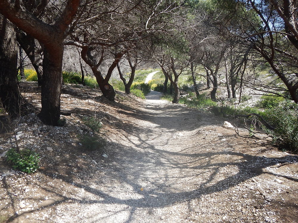 Sentier de randonnée vers la calanque de Marseille