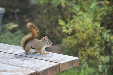 Nutsy l'écureuil