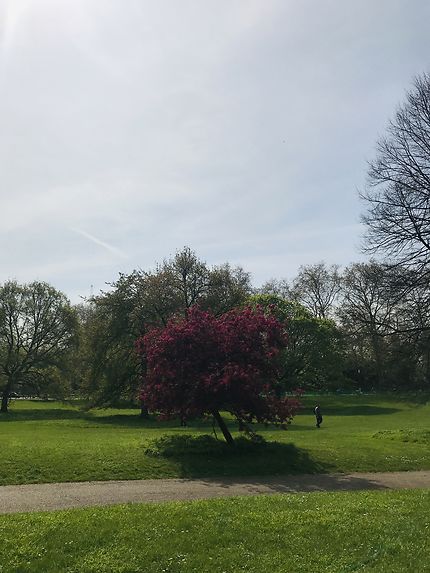 Green Park à Londres