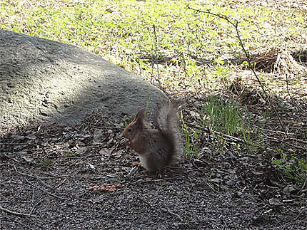 Un écureuil  - Seurasaari