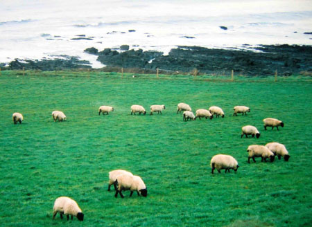 Moutons Moutons