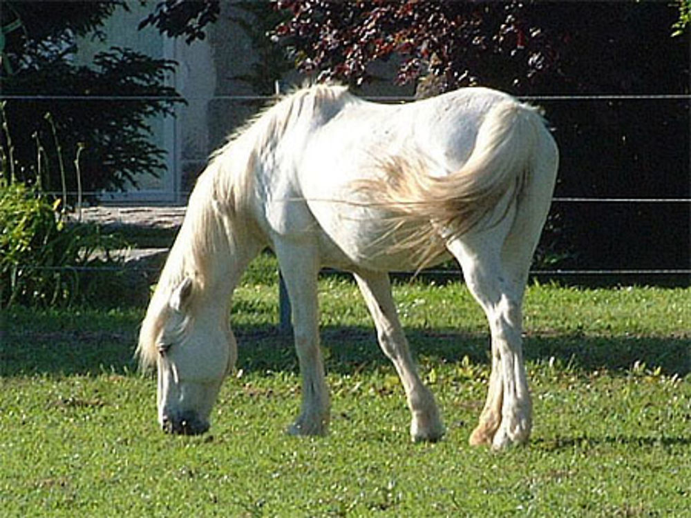 Cheval provençal