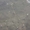 Colibri (Lignes Nazca)