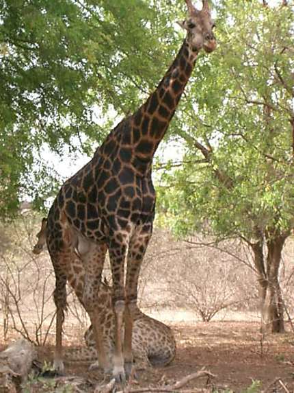 Girafes Réserve de Bandia 
