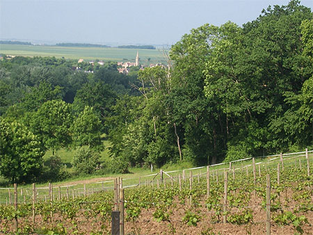 Vin en Calvados: Cesny aux Vignes Vin en Calvados: Cesny aux Vignes