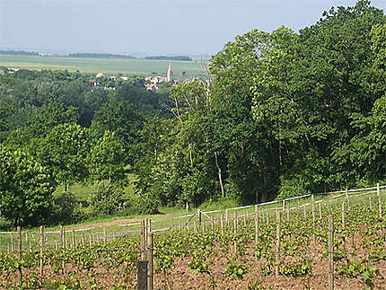 Vin en Calvados: Cesny aux Vignes