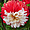 Flower of Capadoccia