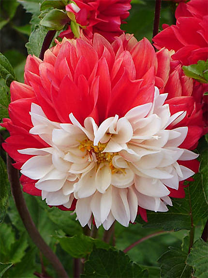 Flower of Capadoccia